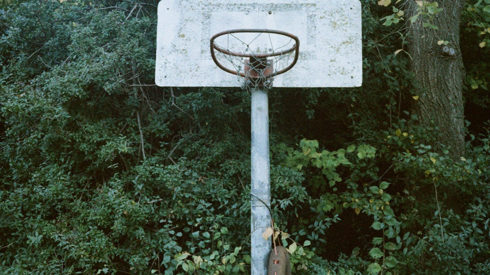Weathered vintage basketball hoop overgrown with foliage